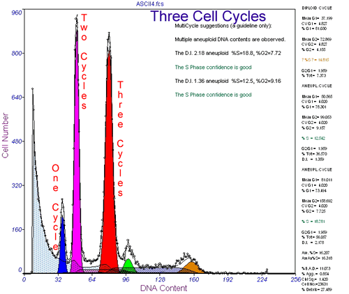 three cell cycle